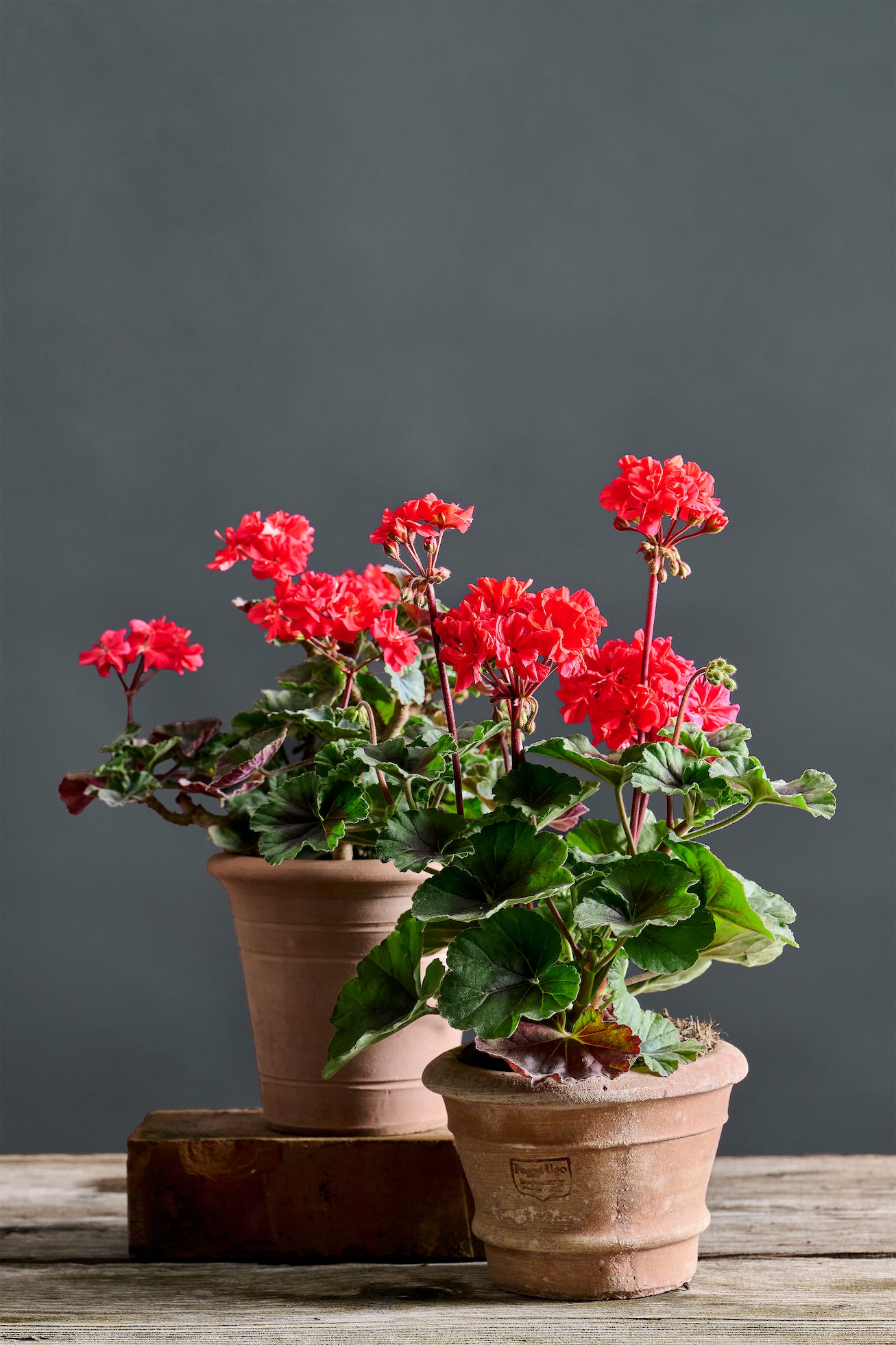 Pelargonium 'Black Knight': geranio con incantevoli fiori rosso ciliegia, presentato con cura in un vaso di terracotta su un luminoso tavolo di legno.