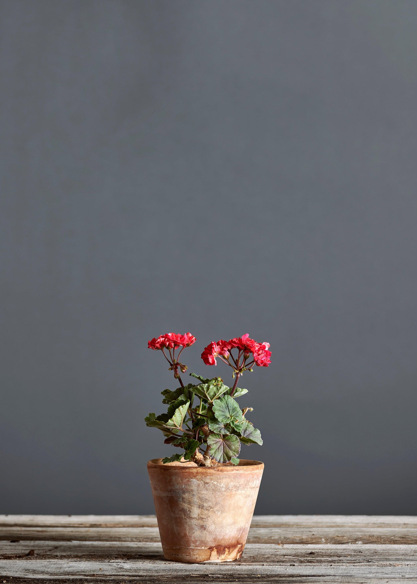 Pelargonium 'Black Knight': geranio con incantevoli fiori rosso ciliegia, presentato con cura in un vaso di terracotta su un luminoso tavolo di legno.