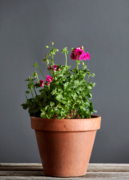 Pelargonium 'Blue Sybil': geranio con incantevoli fiori fucsia, presentato con cura in un vaso di terracotta su un luminoso tavolo di legno.