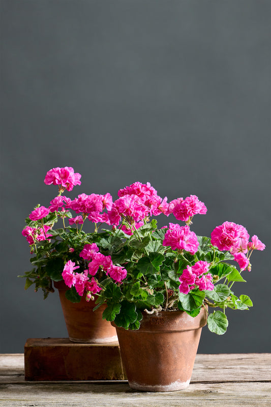 Pelargonium 'Bold Pixie': geranio con incantevoli fiori color fucsia, presentato con cura in un vaso di terracotta su un luminoso tavolo di legno.