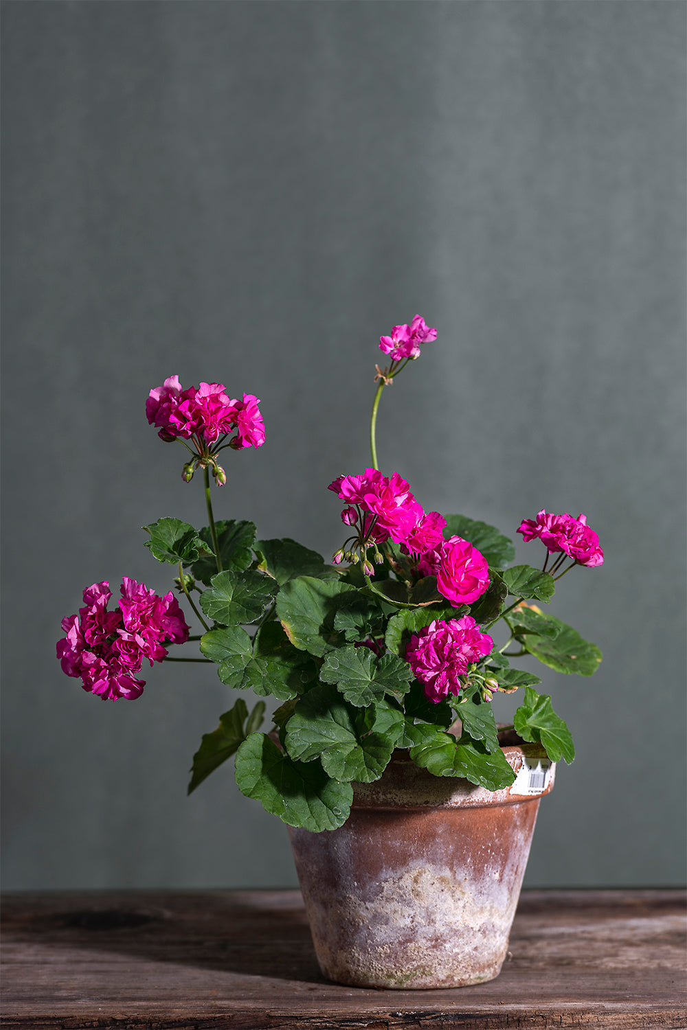 Pelargonium 'Bold Pixie': geranio con incantevoli fiori color fucsia, presentato con cura in un vaso di terracotta su un luminoso tavolo di legno.