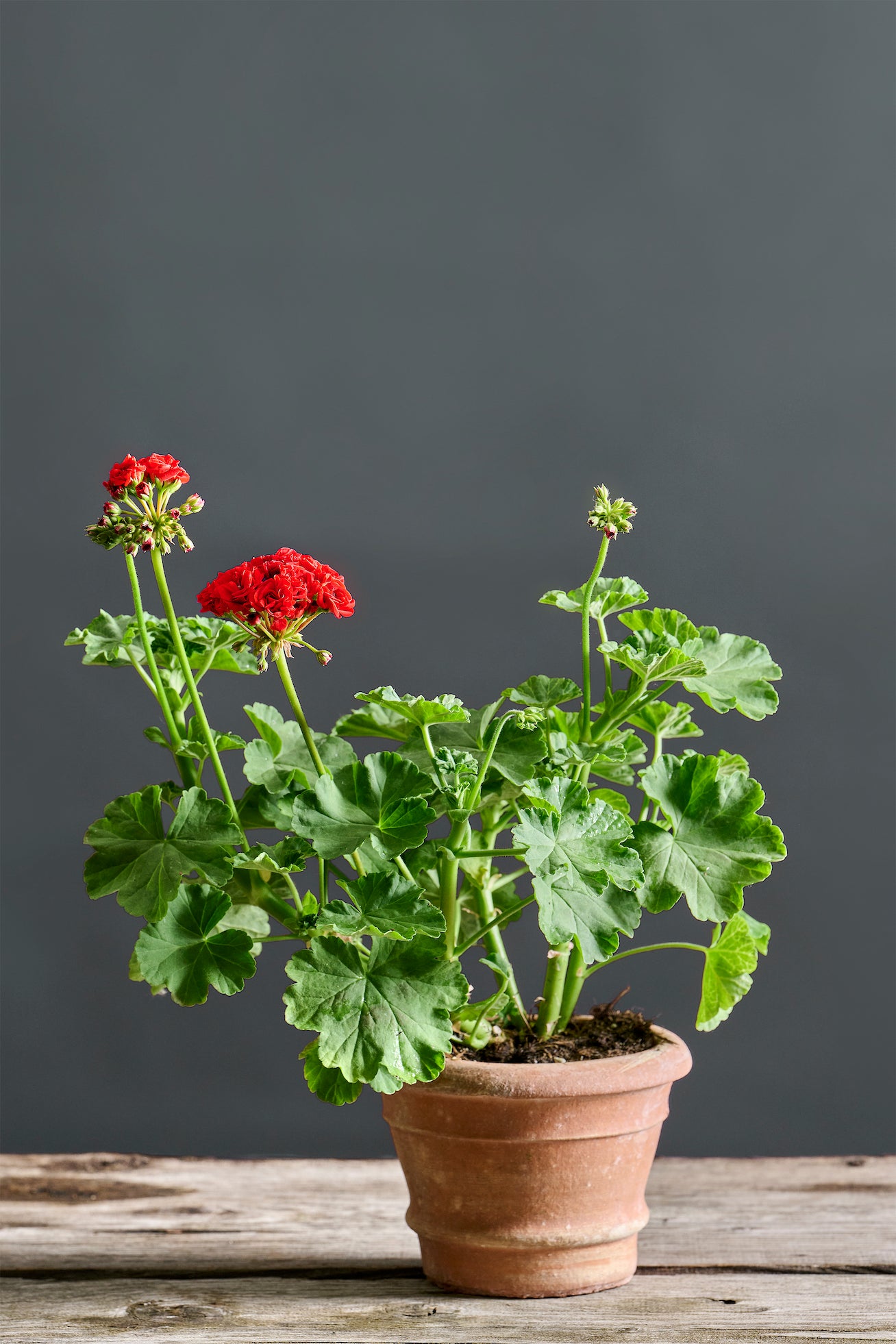 Pelargonium 'Bornholm': geranio con incantevoli fiori rossi, presentato con cura in un vaso di terracotta su un luminoso tavolo di legno.