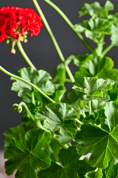 Pelargonium 'Bornholm': geranio con incantevoli fiori rossi, macro su foglia zonale.