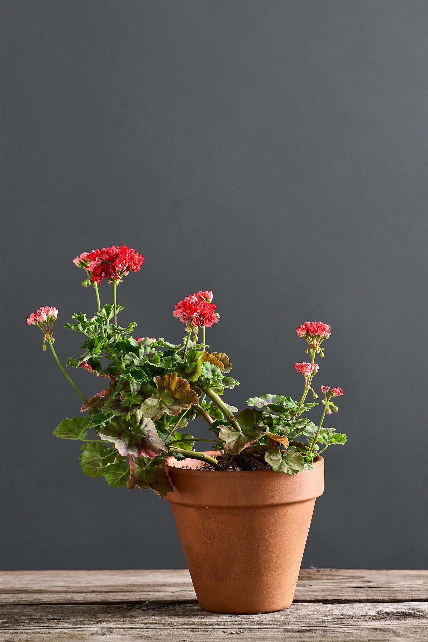 Pelargonium 'Brightstone': geranio con incantevoli fiori rossi, presentato con cura in un vaso di terracotta su un luminoso tavolo di legno.