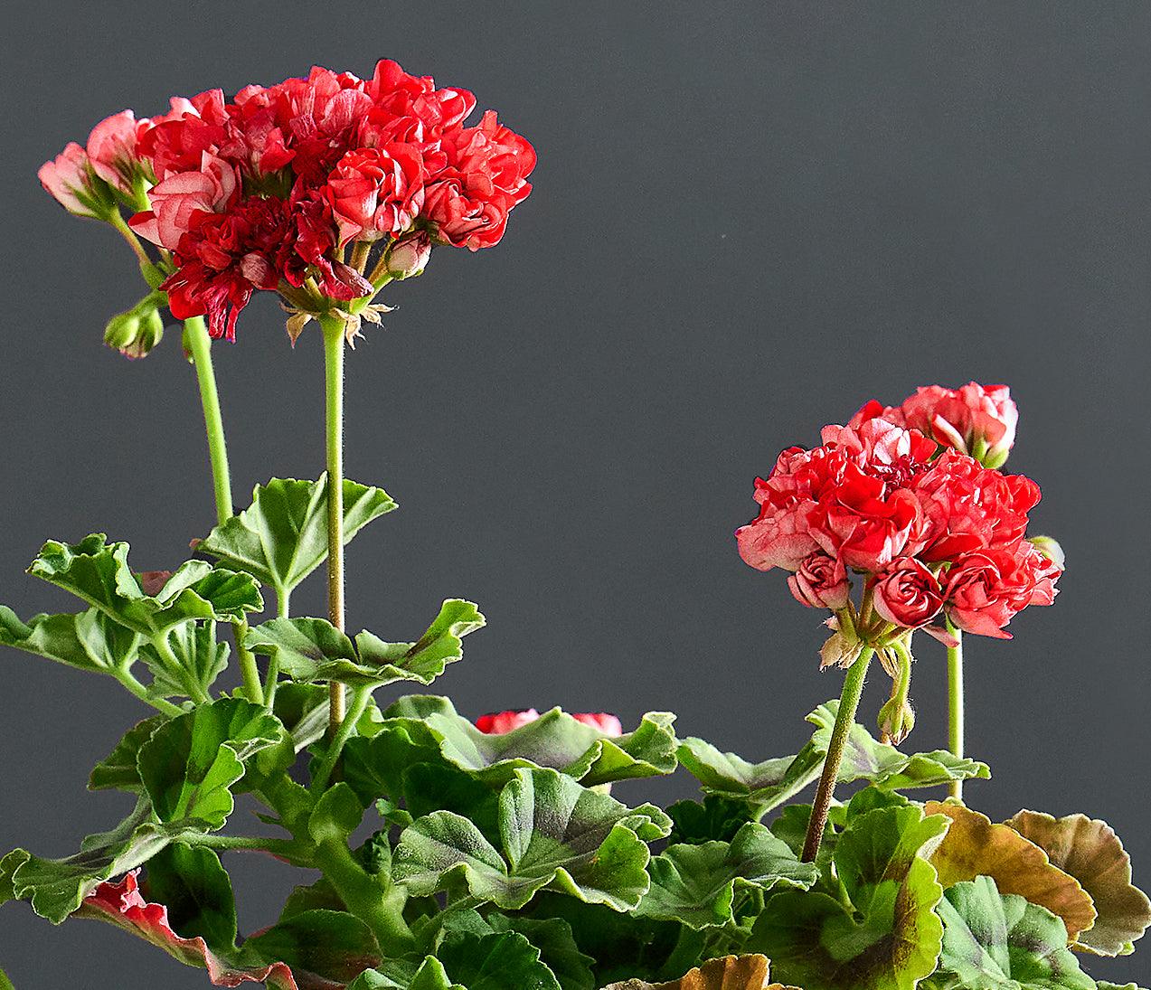 Macro incantevoli fiori rossi e foglie di 'Pelargonium 'Brightstone'.