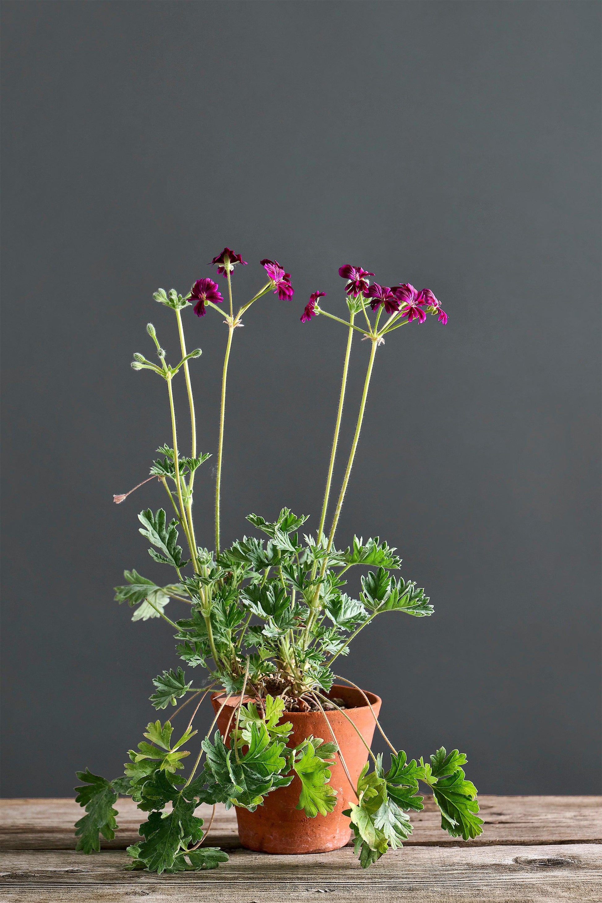 Pelargonium 'Brigitte Stisser': geranio con incantevoli fiori viola, presentato con cura in un vaso di terracotta su un luminoso tavolo di legno.