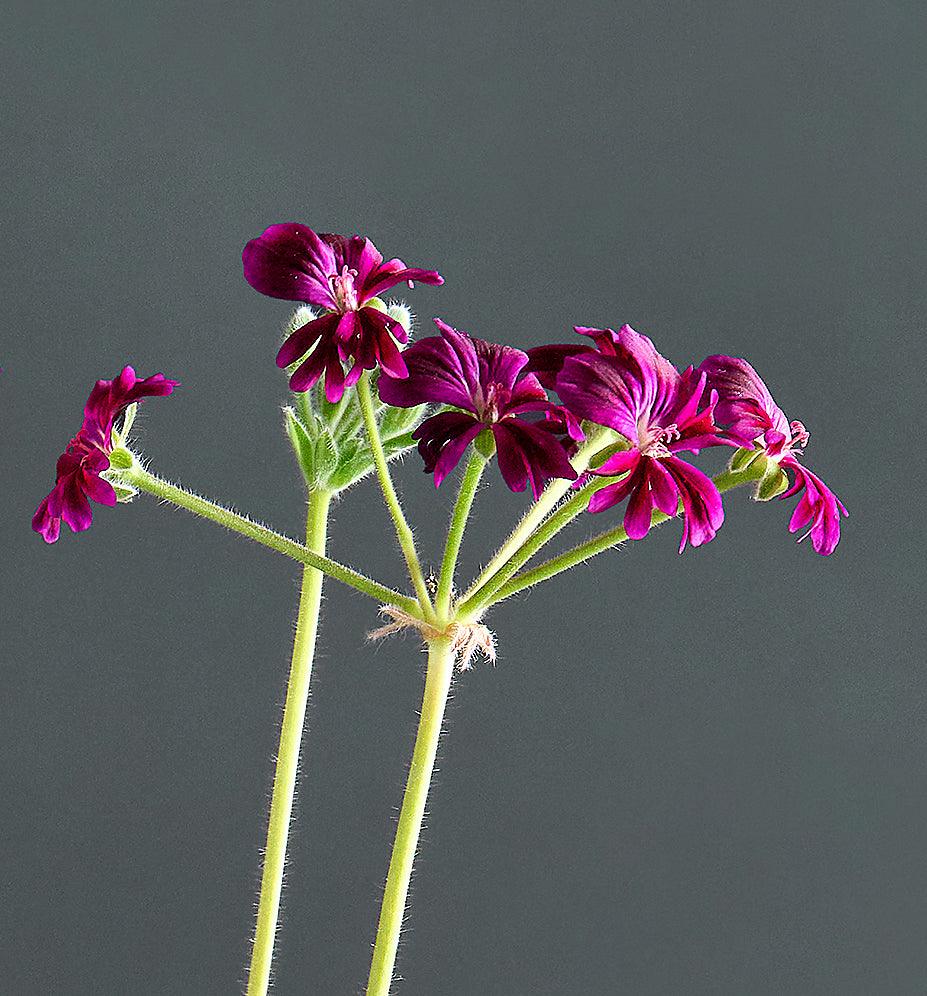 Macro incantevoli fiori viola di 'Pelargonium 'Brigitte Stisser'.