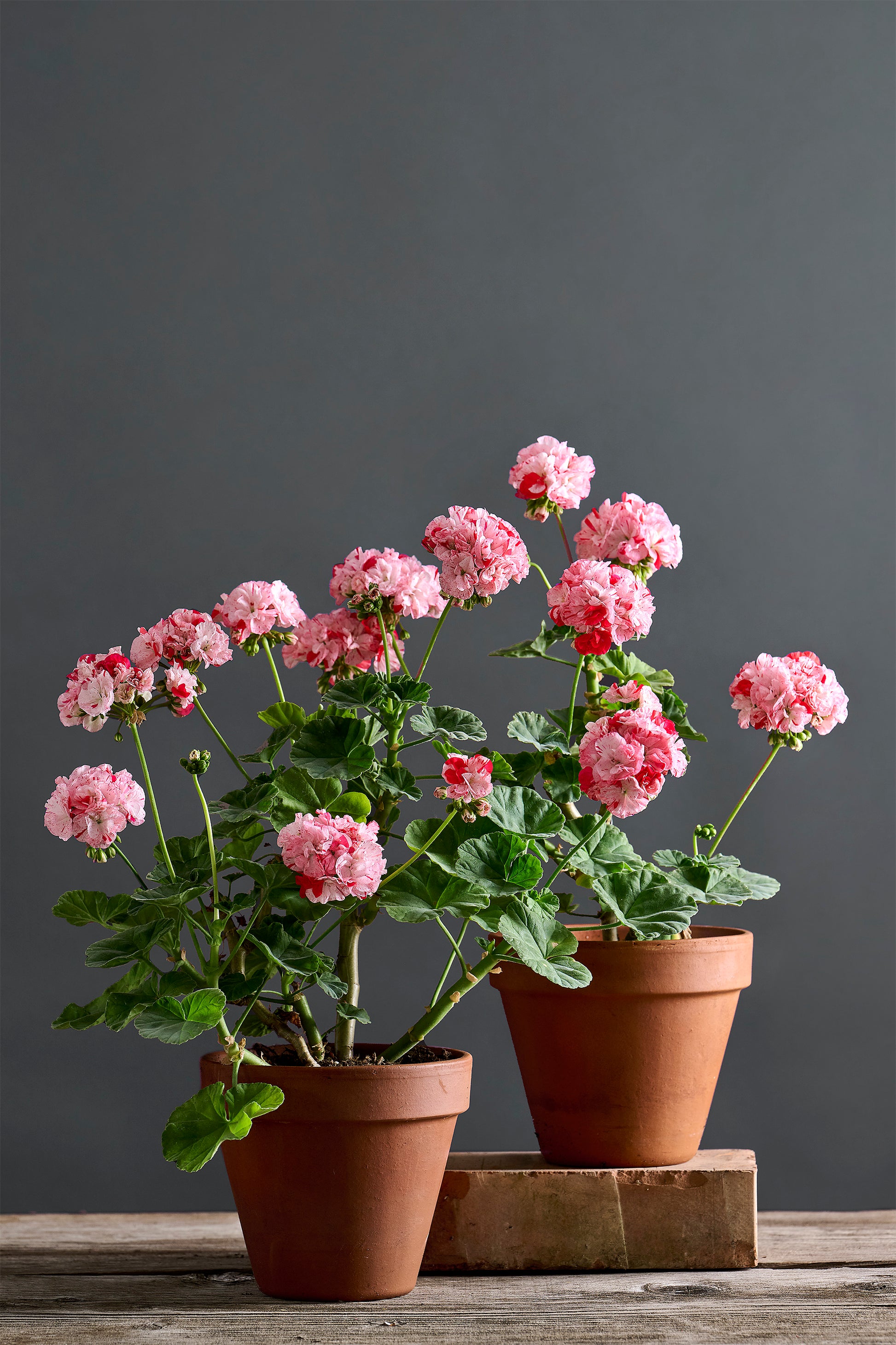 Pelargonium 'Byulbit Bijou': geranio con incantevoli fiori rosa, presentato con cura in un vaso di terracotta su un luminoso tavolo di legno.