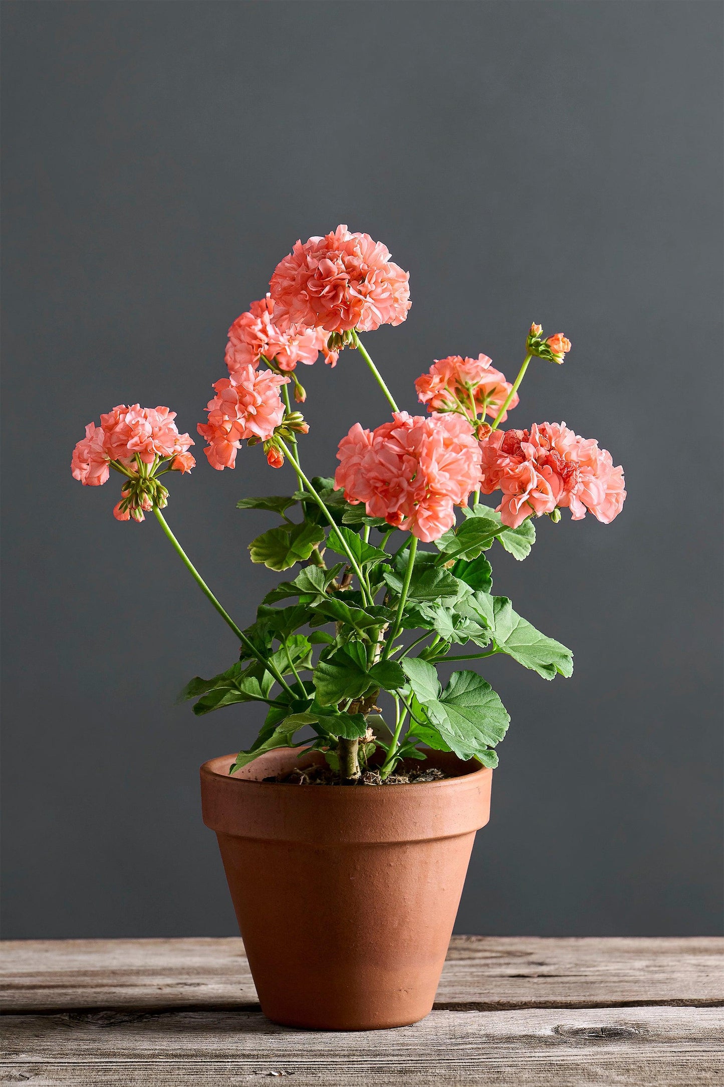 Pelargonium 'Byulbit Dream': geranio con incantevoli fiori rosa pesca, presentato con cura in un vaso di terracotta su un luminoso tavolo di legno.