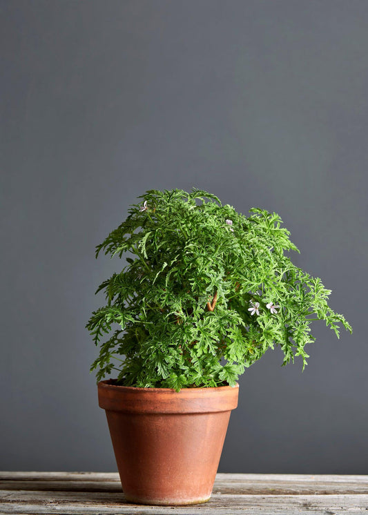 Pelargonium 'Candy Orange': geranio con incantevoli fiori rosa, presentato con cura in un vaso di terracotta su un luminoso tavolo di legno.