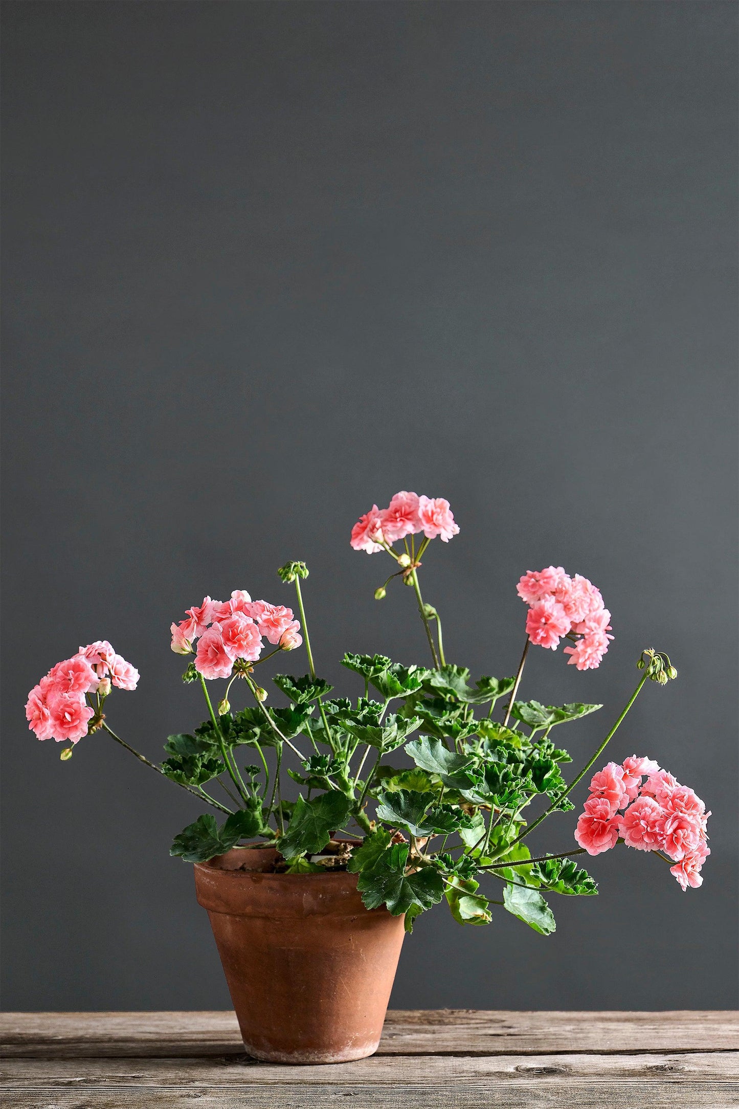 Pelargonium 'Cara Rosa': geranio con incantevoli fiori rosa, presentato con cura in un vaso di terracotta su un luminoso tavolo di legno. 