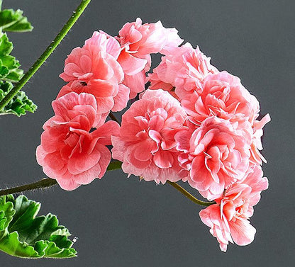 Macro incantevoli fiori rosa di Pelargonium'Cara Rosa'.