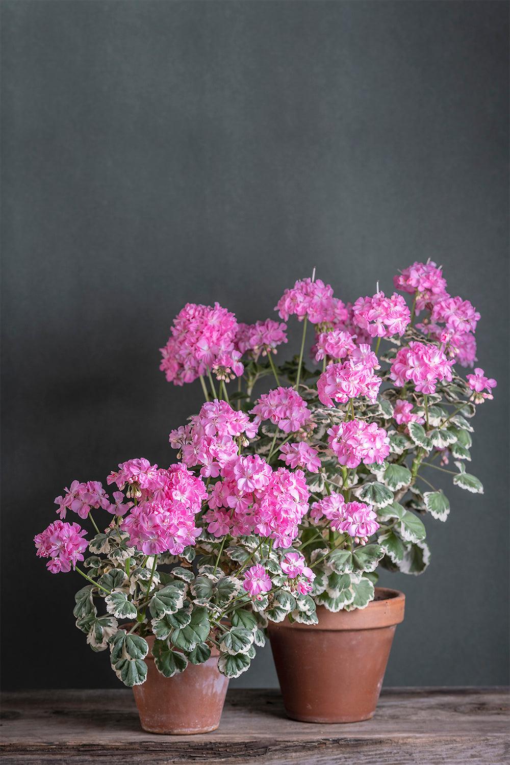 Pelargonium 'Chelsea Gem': geranio con incantevoli fiori rosa, presentato con cura in un vaso di terracotta su un luminoso tavolo di legno.