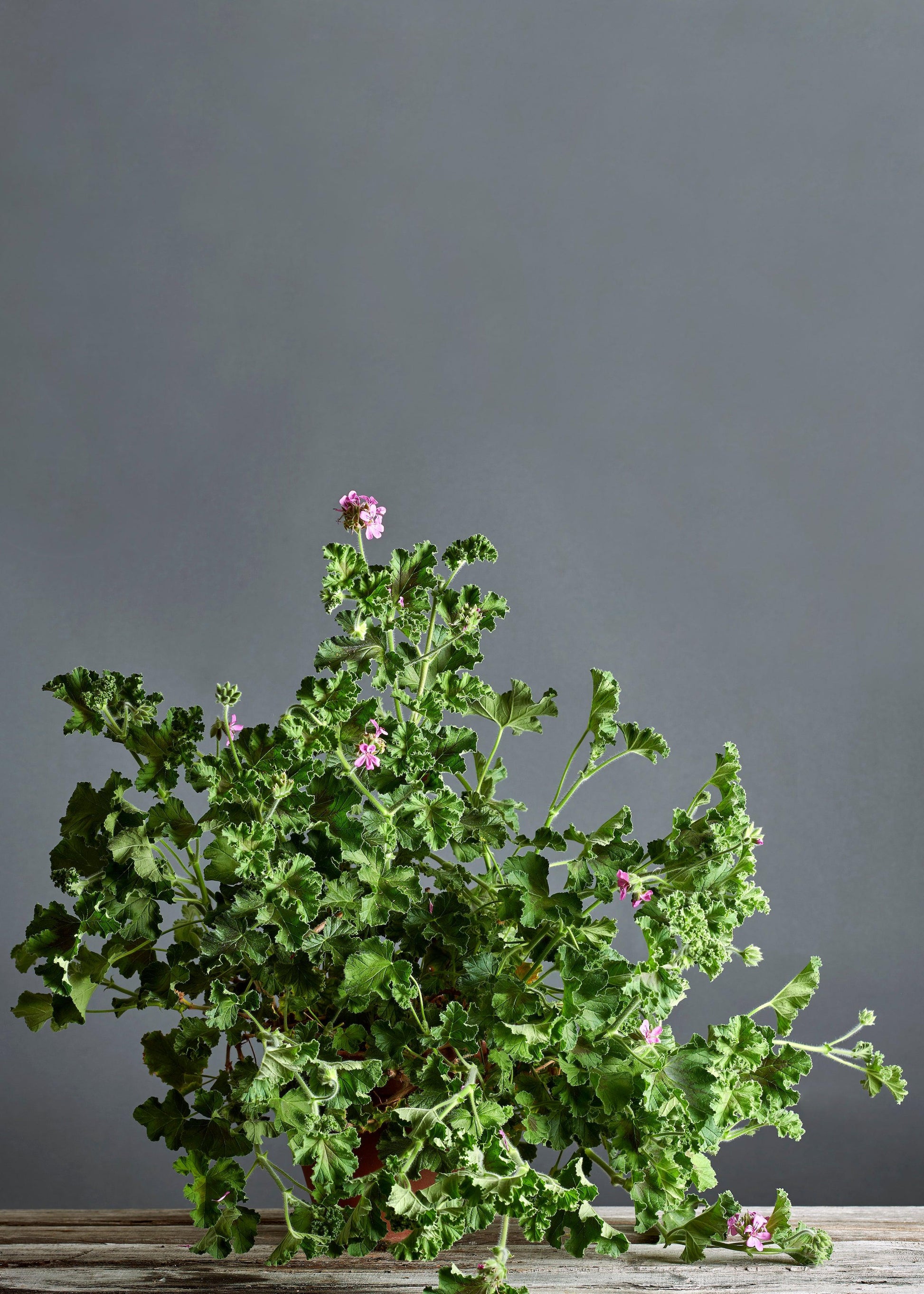 Pelargonium 'Chocolate Peppermint': geranio con incantevoli fiori rosa, presentato con cura in un vaso di terracotta su un luminoso tavolo di legno.