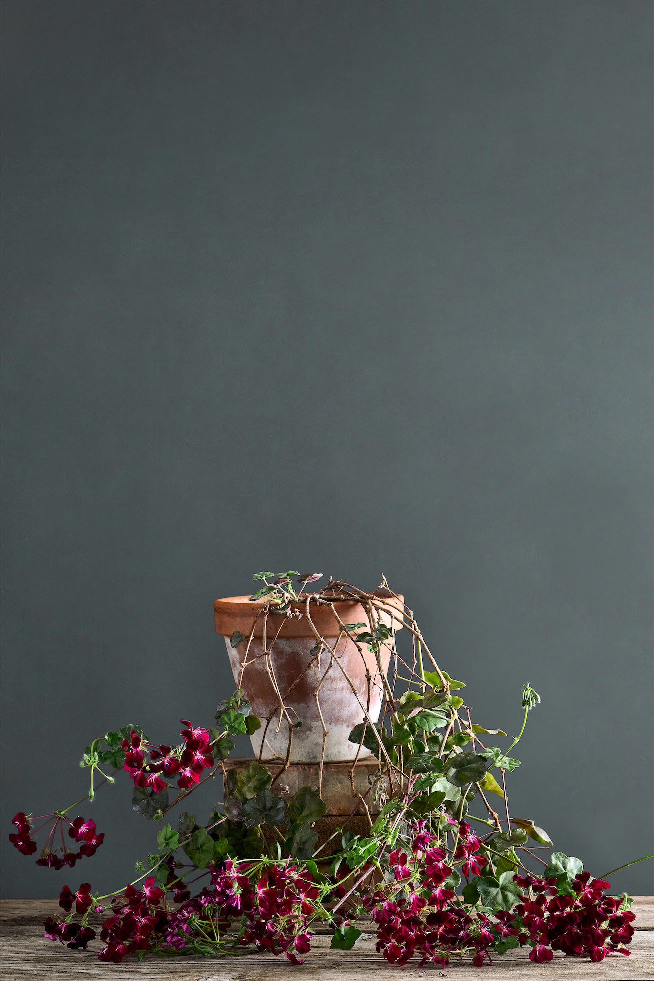 Pelargonium 'Choun Cho': geranio con incantevoli fiori color granata scuro, presentato con cura in un vaso di terracotta su un luminoso tavolo di legno.