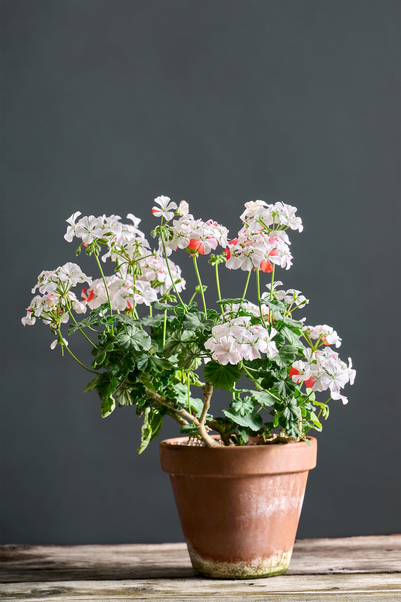 Pelargonium 'Colombina': geranio con incantevoli fiori bianco-rossi, presentato con cura in un vaso di terracotta su un luminoso tavolo di legno.