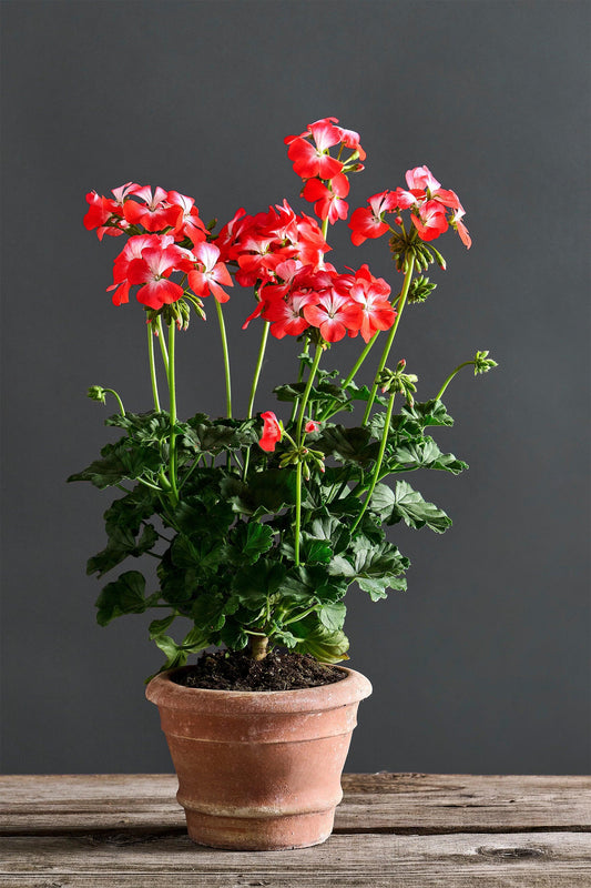 Pelargonium 'Colombina Rossa': geranio con incantevoli fiori bianco-rossi.