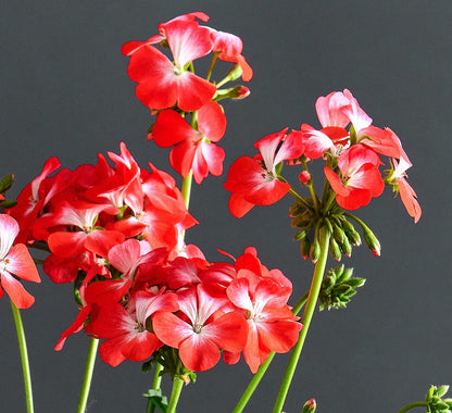 Pelargonium 'Colombina Rossa': geranio con incantevoli fiori bianco-rossi, macro su fiore.