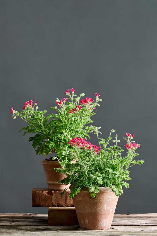 Pelargonium 'Concolor Lace': geranio con incantevoli fiori color rosso anguria, presentato con cura in un vaso di terracotta su un luminoso tavolo di legno.