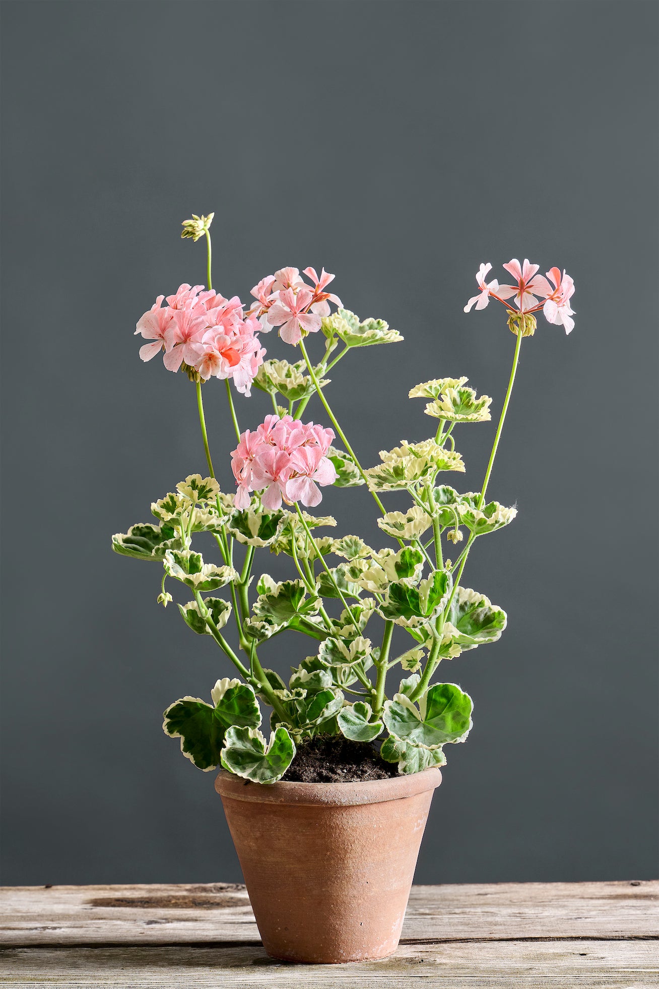 Pelargonium 'Contessa di Pralormo': geranio con incantevoli fiori rosa cipria, macro su fiore.