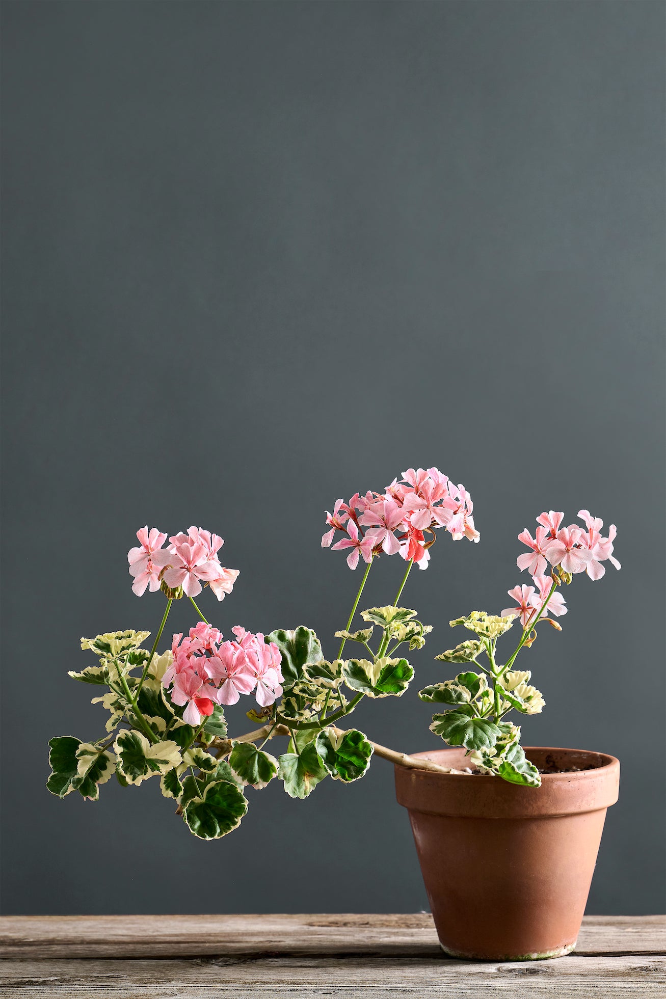 Pelargonium 'Contessa di Pralormo': geranio con incantevoli fiori rosa cipria, macro su fiore.