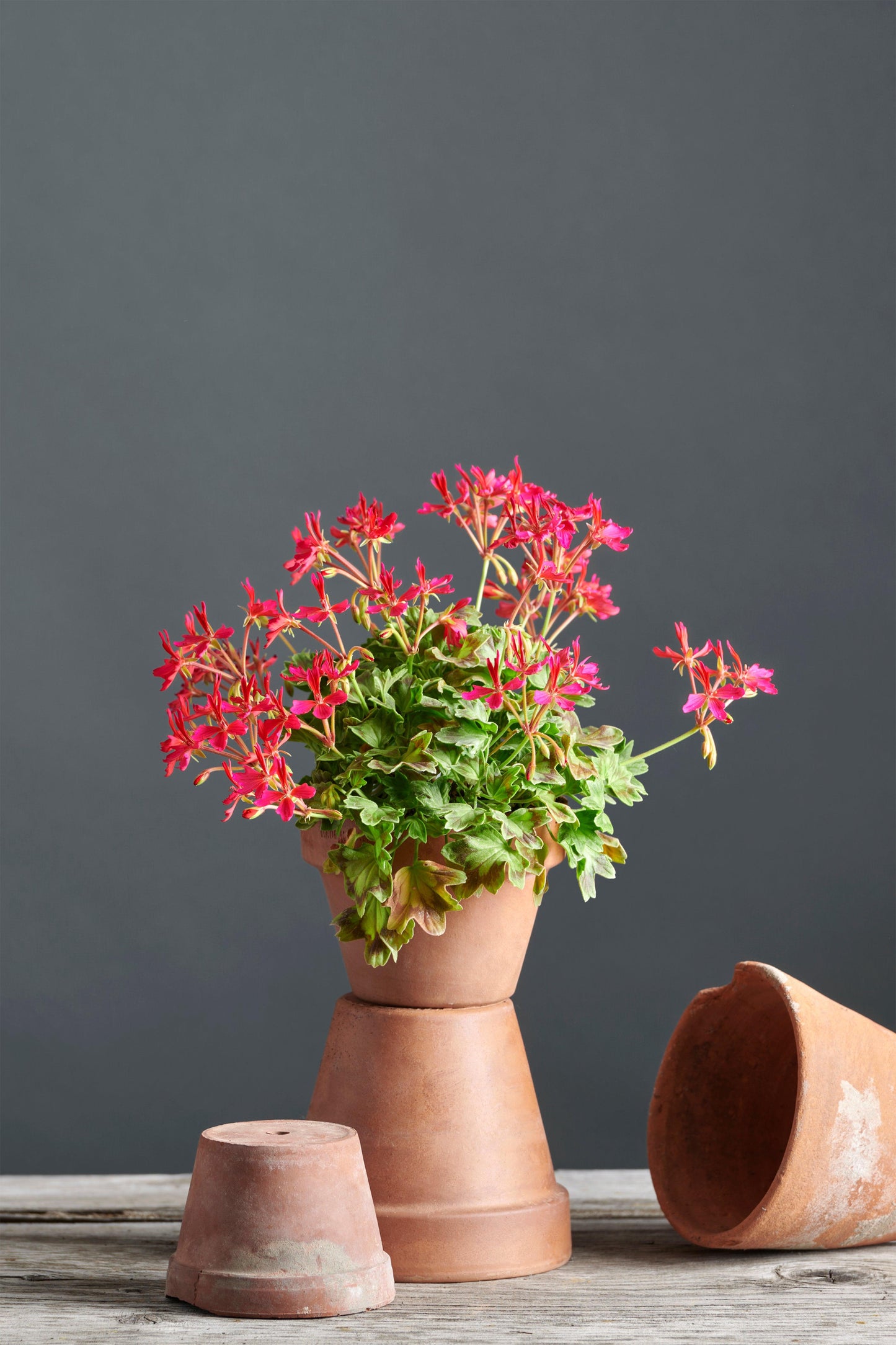 Pelargonium 'Damilola': geranio con incantevoli fiori color magenta, presentato con cura in un vaso di terracotta su un luminoso tavolo di legno.