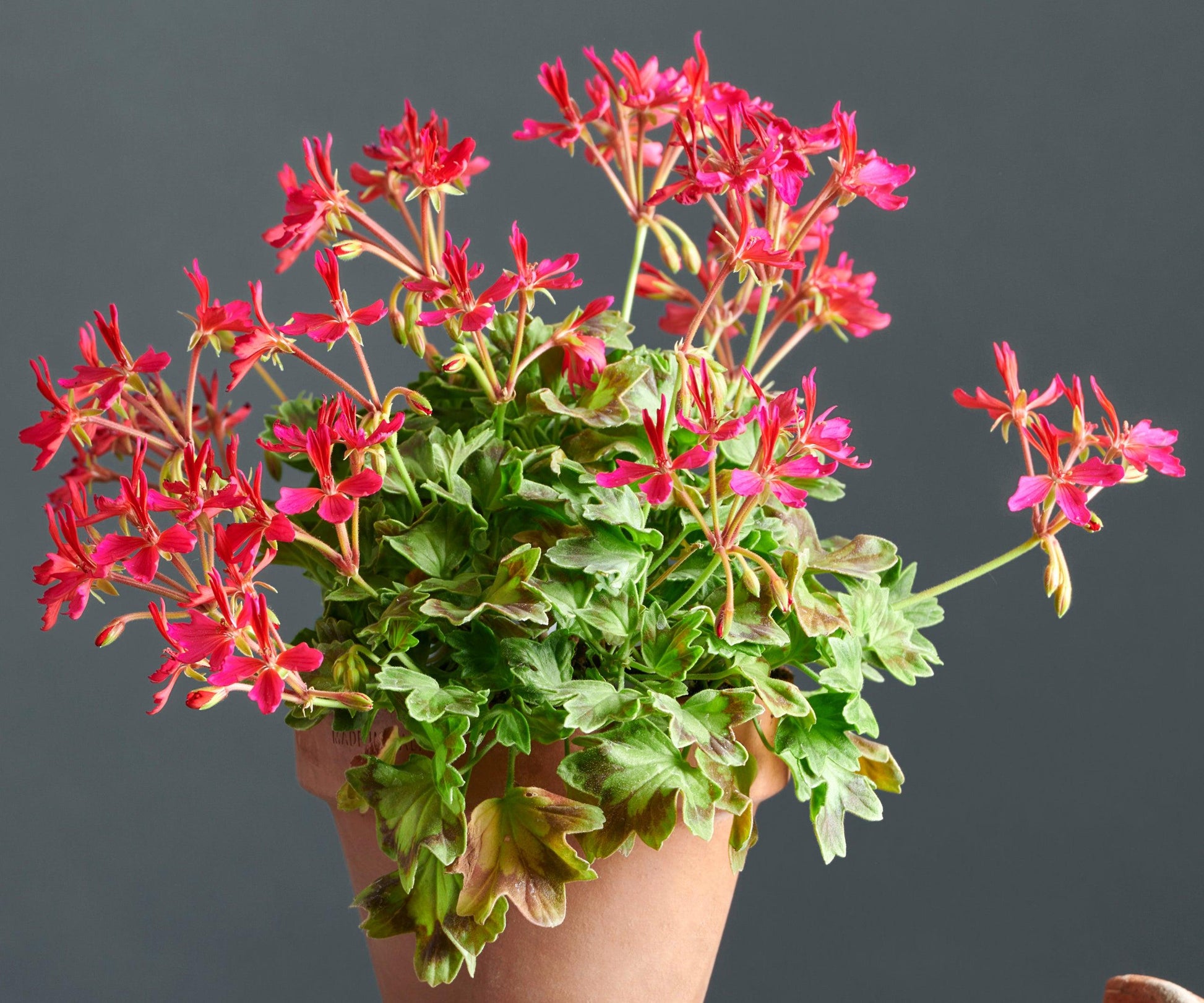 Macro foglie e incantevoli fiori color magenta di Pelargonium 'Damilola'.