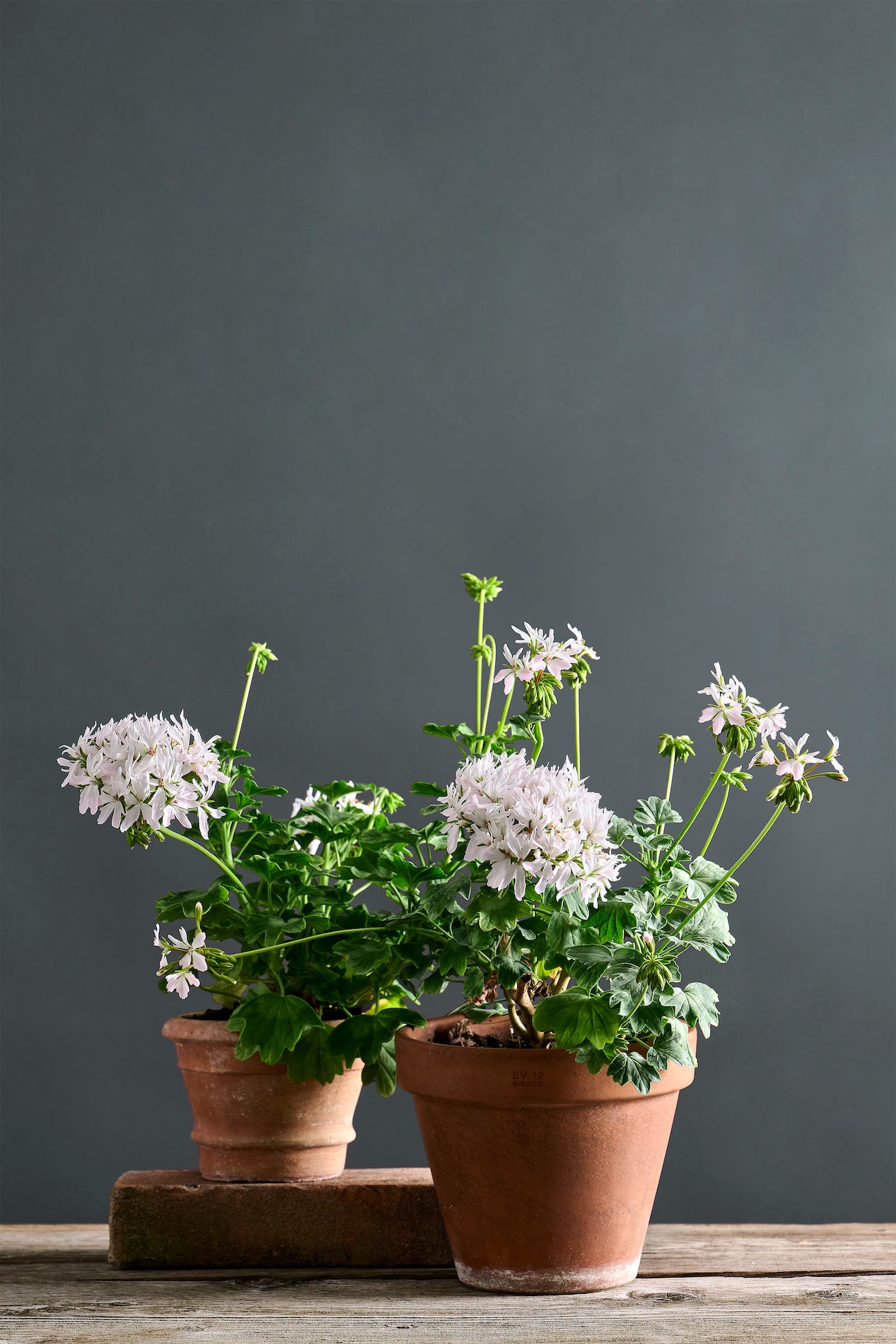 Pelargonium 'Diamond Dust': geranio con incantevoli fiori color bianco-rosa, presentato con cura in un vaso di terracotta su un luminoso tavolo di legno.