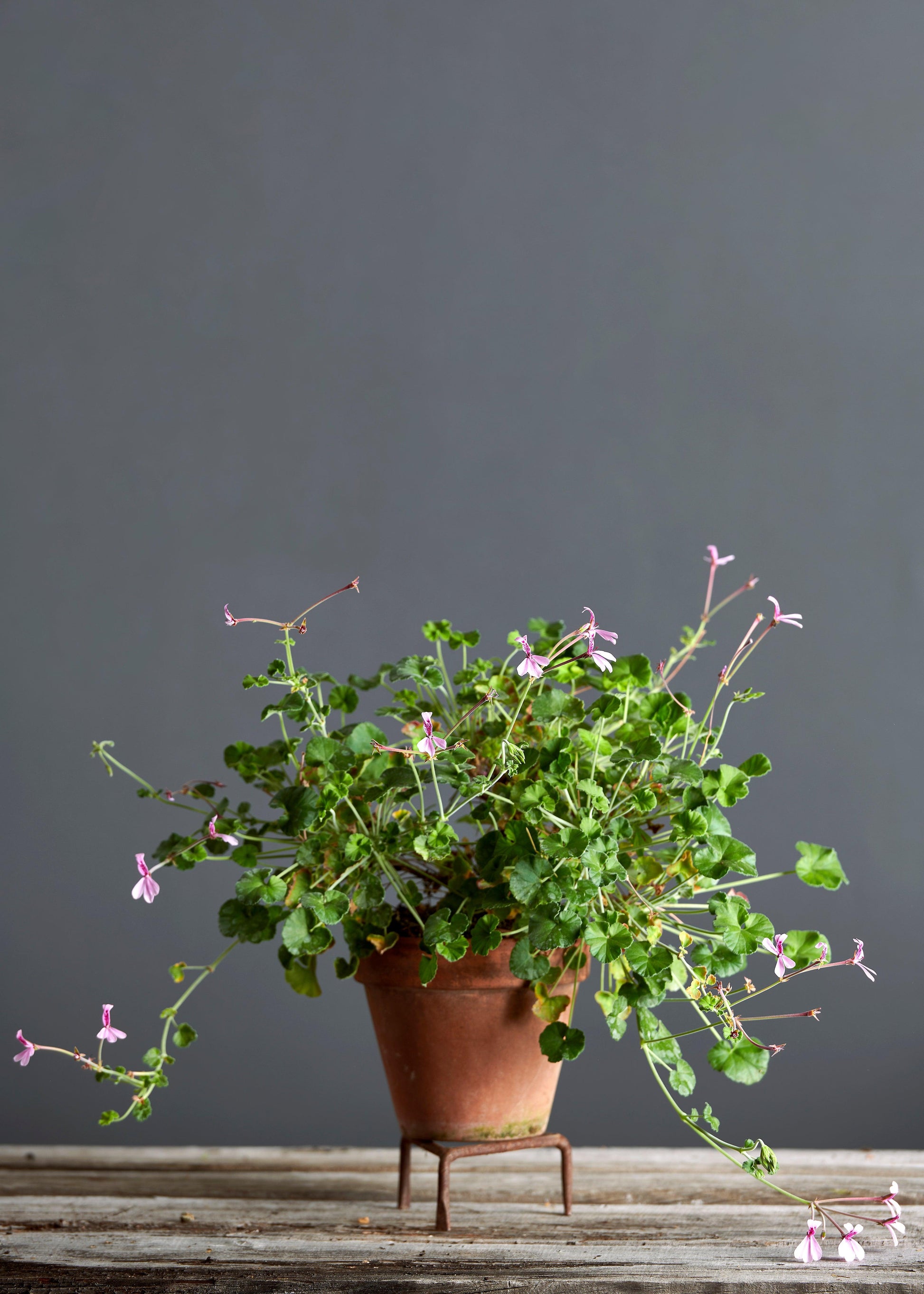 Pelargonium dichondrifolium: geranio con incantevoli fiori color rosa chiaro, presentato con cura in un vaso di terracotta su un luminoso tavolo di legno.