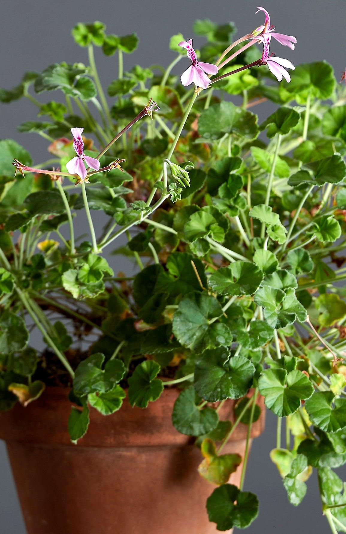 Macro foglie e incantevoli fiori color rosa chiaro di Pelargonium dichondrifolium.