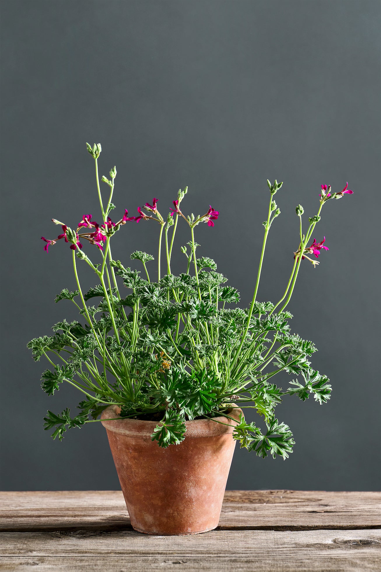 Pelargonium dimeiri lila: geranio con incantevoli fiori viola, presentato con cura in un vaso di terracotta su un luminoso tavolo di legno.