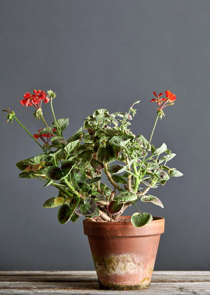 Pelargonium 'Dolly Varden': geranio con incantevoli fiori color rosso scarlatto, presentato con cura in un vaso di terracotta su un luminoso tavolo di legno.