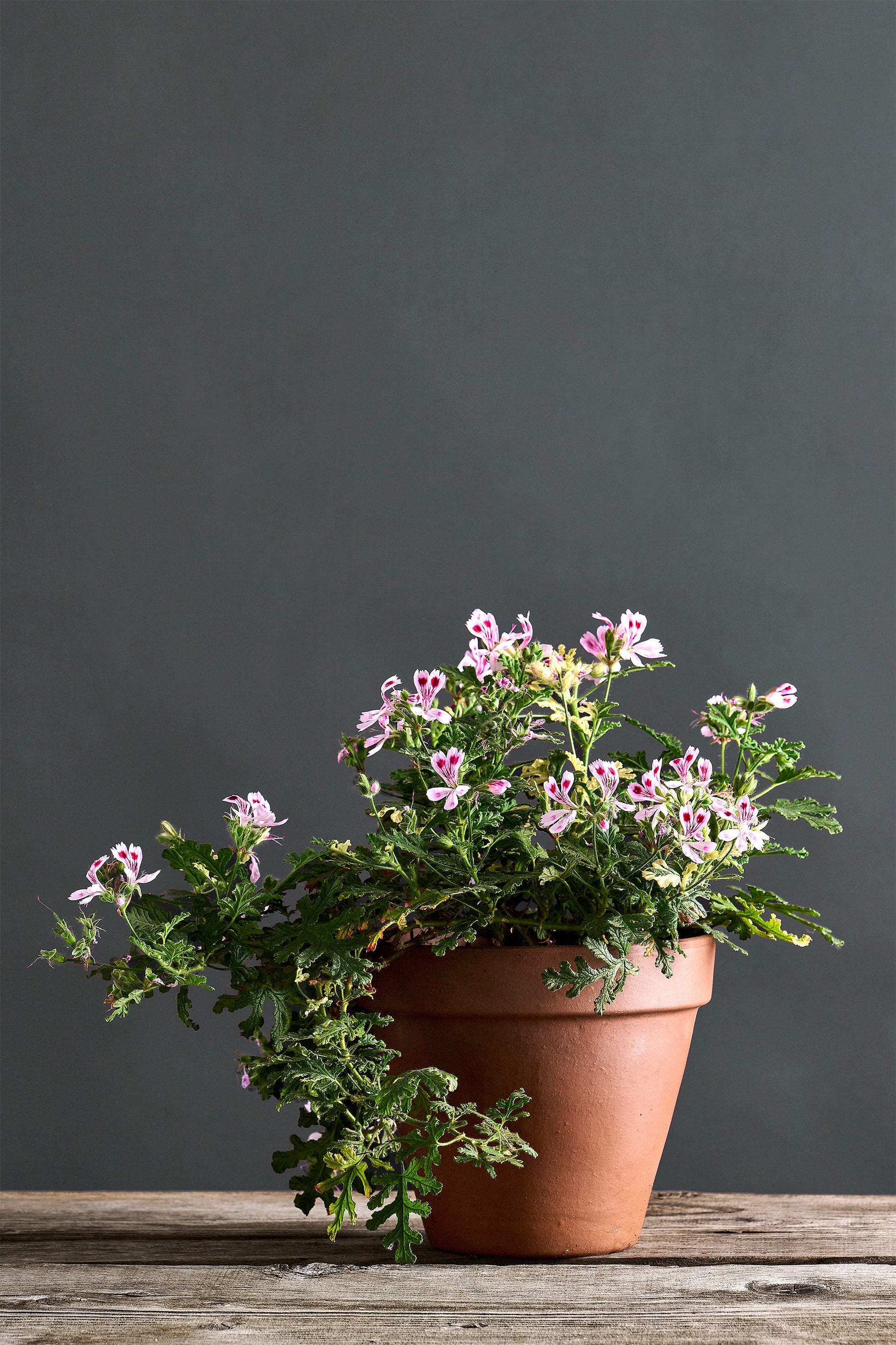 Pelargonium 'Fair Ellen': geranio con incantevoli fiori rosa-bordeaux, presentato con cura in un vaso di terracotta su un luminoso tavolo di legno.