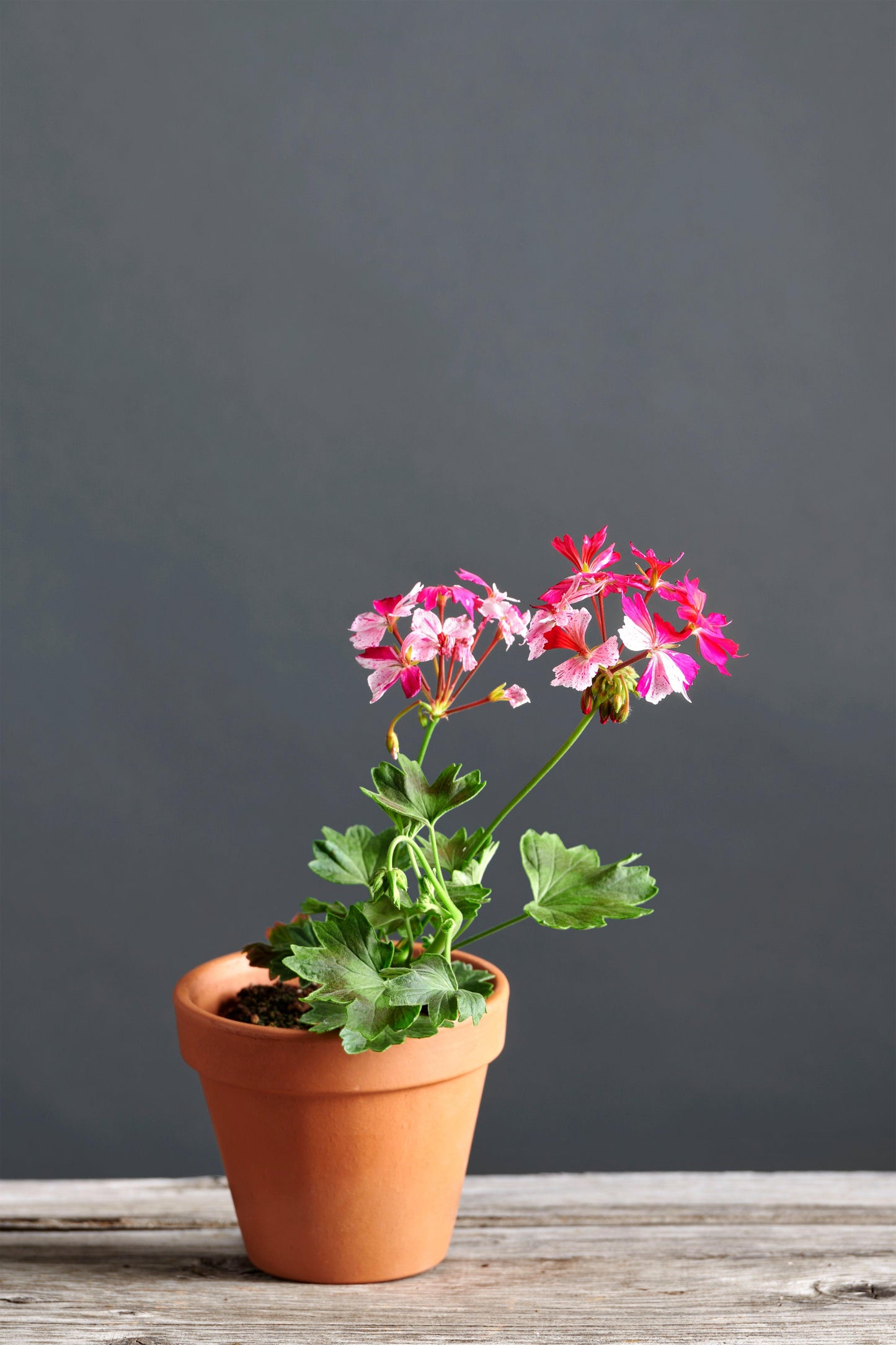 Pelargonium 'Faye Browner': geranio con incantevoli fiori rosa-viola, presentato con cura in un vaso di terracotta su un luminoso tavolo di legno.