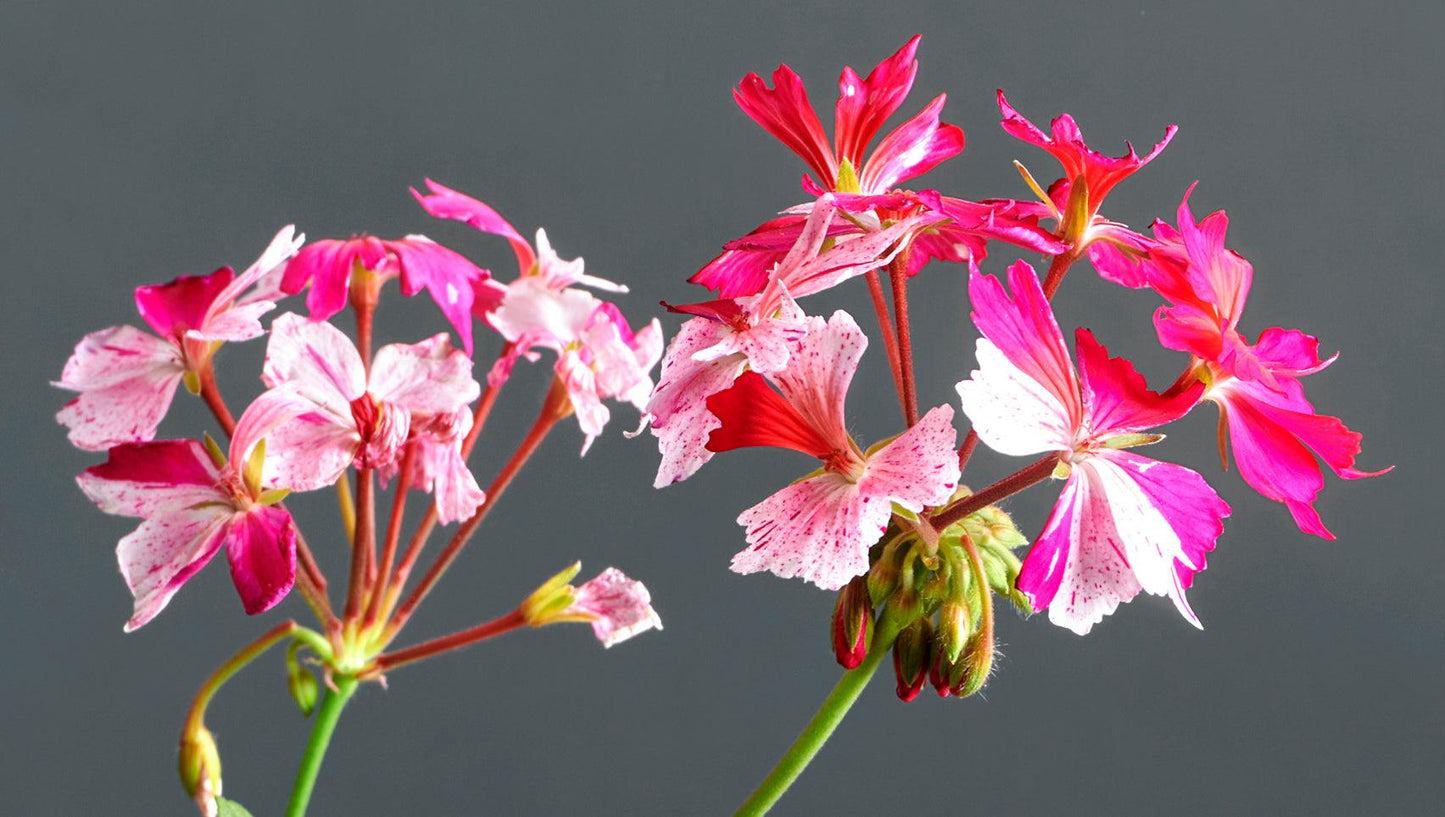 Macro incantevoli fiori rosa-viola di Pelargonium 'Faye Browner'.