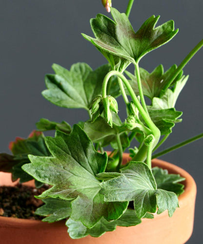 Macro foglie di Pelargonium 'Faye Browner'.