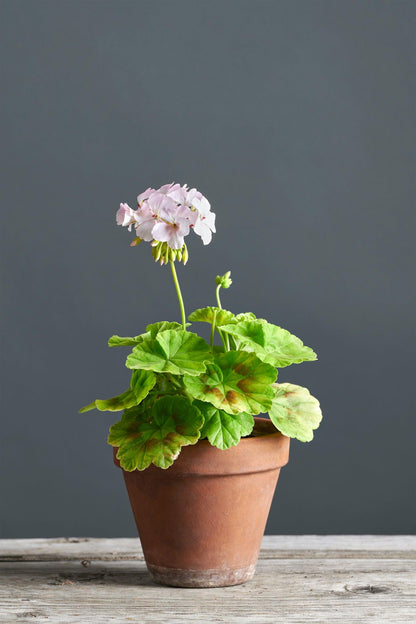 Pelargonium 'Fir Trees Jack': geranio con incantevoli fiori rosa perlaceo, presentato con cura in un vaso di terracotta su un luminoso tavolo di legno.