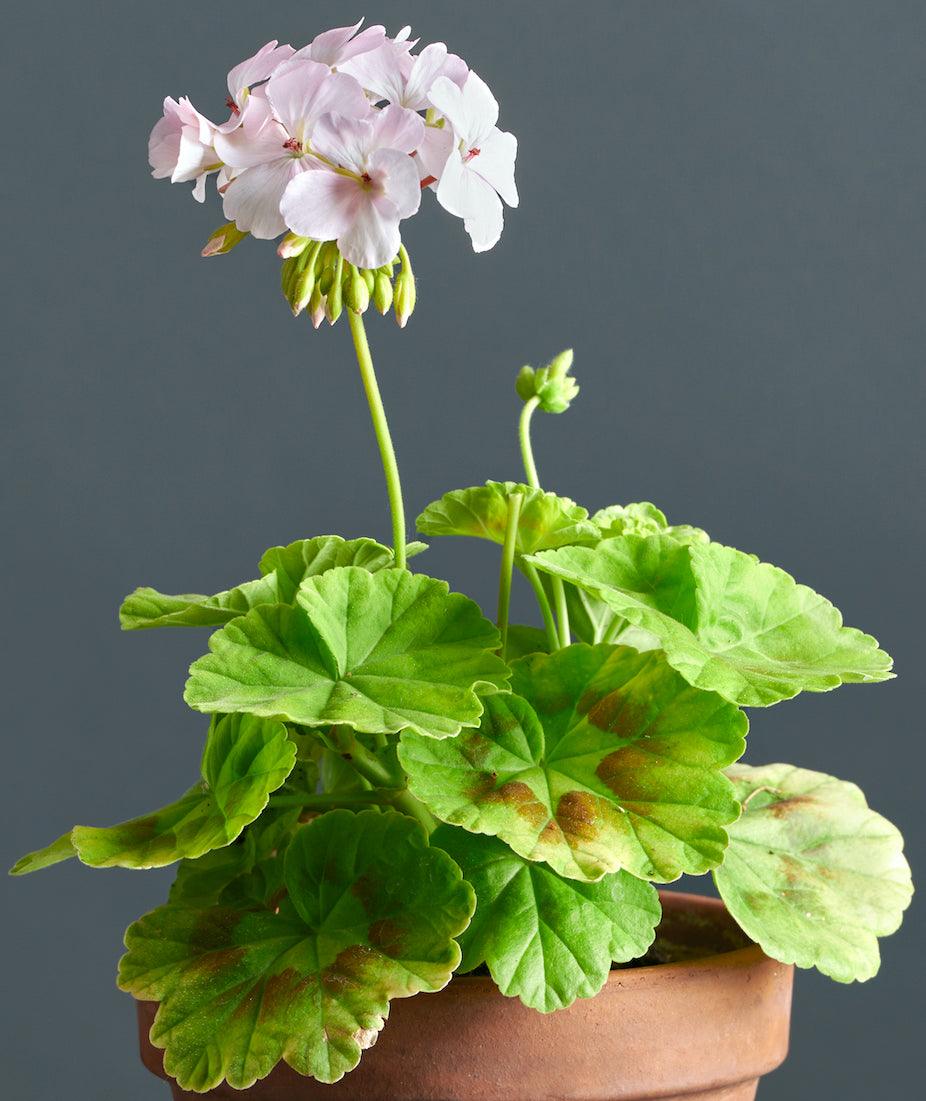 Pelargonium 'Fir Trees Jack': geranio con incantevoli fiori rosa perlaceo, macro su foglie e fiore.