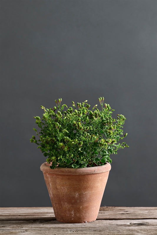 Pelargonium 'Fir Trees Catkins': geranio presentato con cura in un vaso di terracotta su un luminoso tavolo di legno.