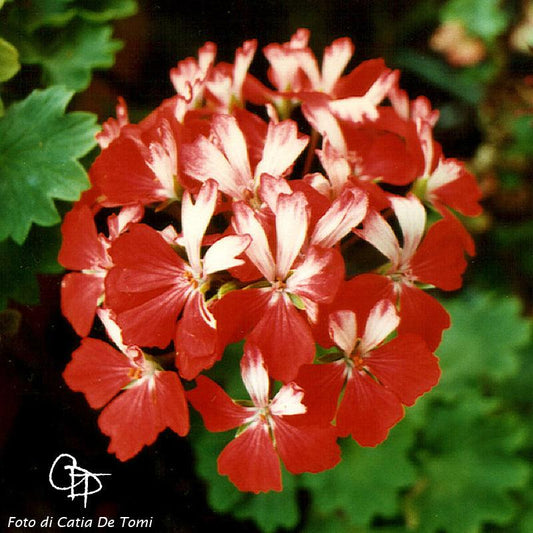 Pelargonium 'First Bicoloured': geranio con incantevoli fiori rossi-bianchi, macro su fiore.