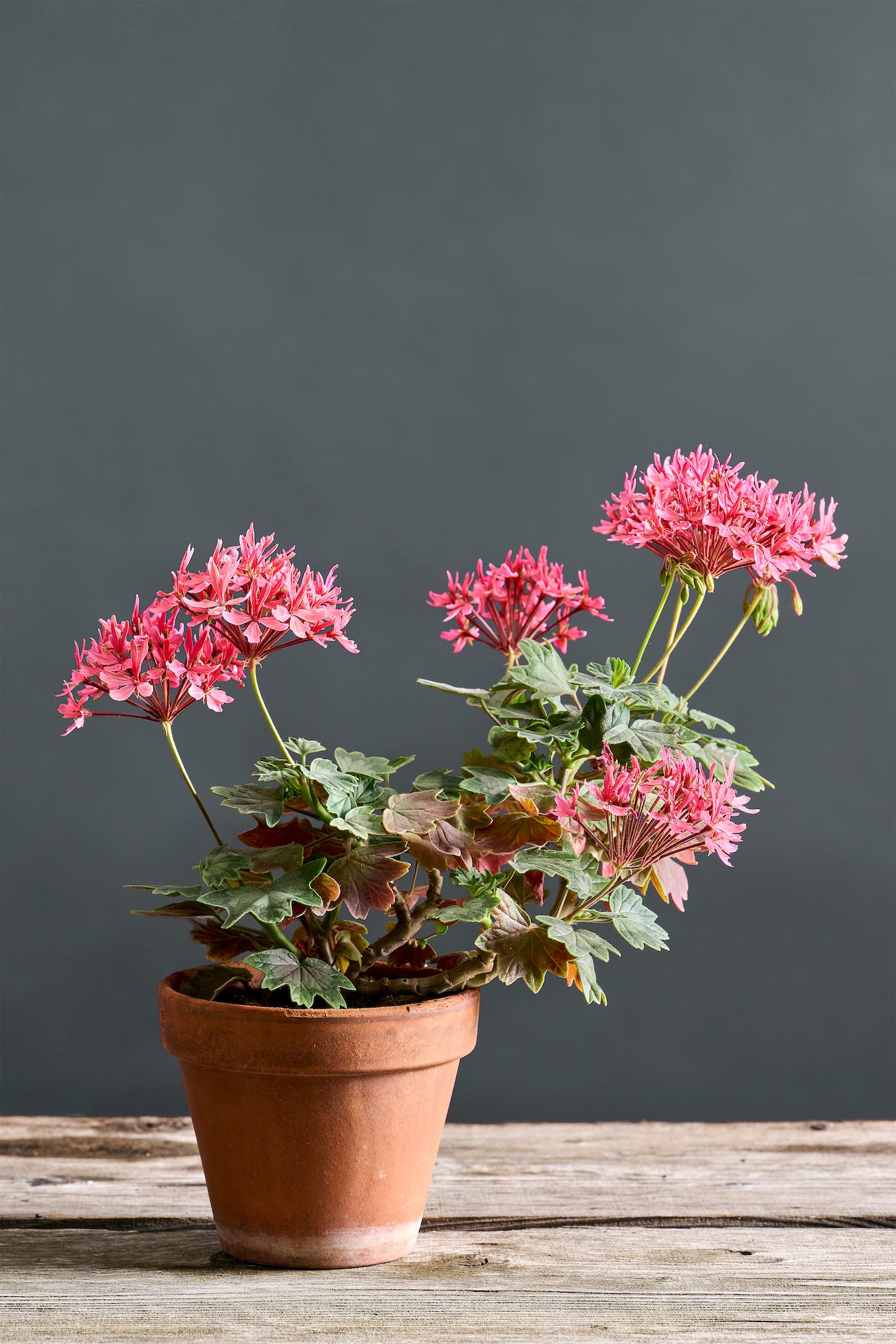 Pelargonium 'Flaminio Spray': geranio con incantevoli fiori color rosa fenicottero, presentato con cura in un vaso di terracotta su un luminoso tavolo di legno.