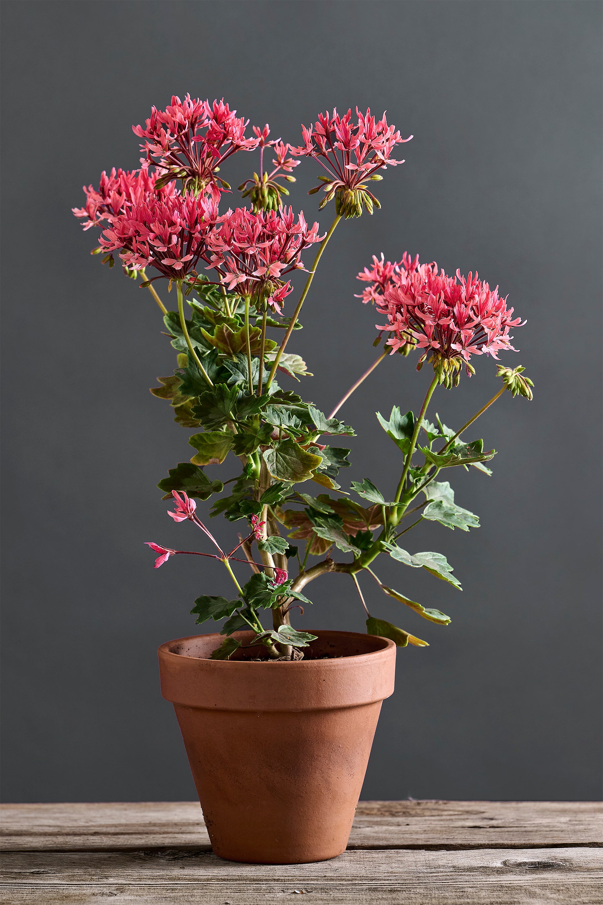 Pelargonium 'Flaminio Spray': geranio con incantevoli fiori color rosa fenicottero, presentato con cura in un vaso di terracotta su un luminoso tavolo di legno.