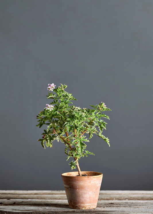 Pelargonium 'Fragrant Frosty': geranio con incantevoli fiori rosa chiaro, presentato con cura in un vaso di terracotta su un luminoso tavolo di legno.