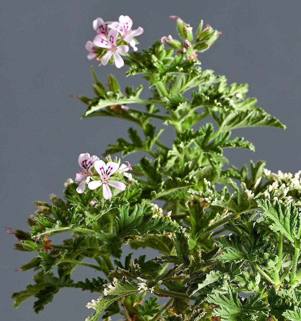 Macro foglie e incantevoli fiori rosa chiaro di Pelargonium 'Fragrant Frosty'. 