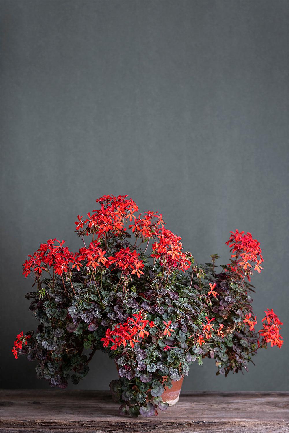 Pelargonium 'Friesendorf': geranio con incantevoli fiori rossi, presentato con cura in un vaso di terracotta su un luminoso tavolo di legno.