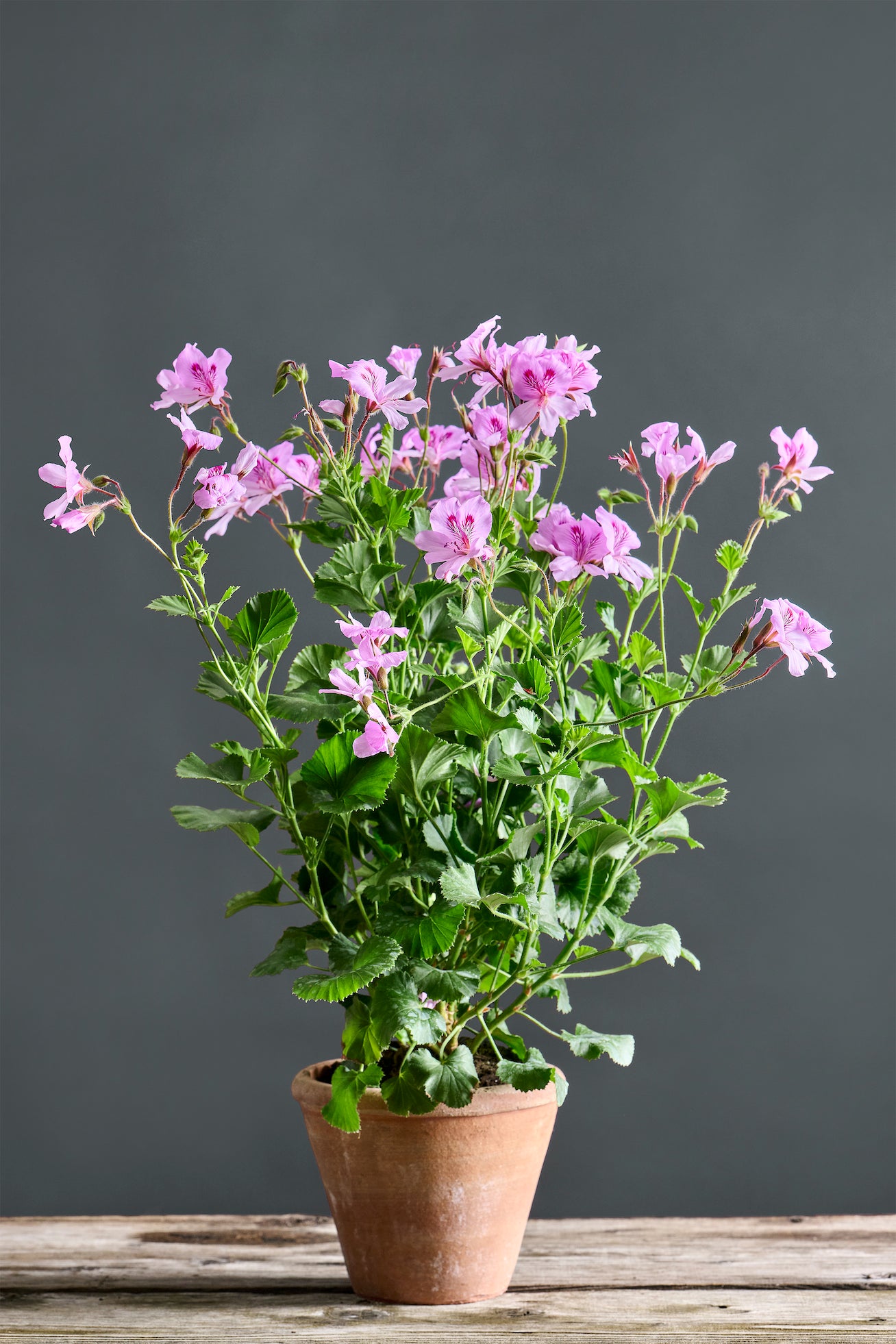 Pelargonium 'Gerace': geranio con incantevoli fiori color lavanda, presentato con cura in un vaso di terracotta su un luminoso tavolo di legno.