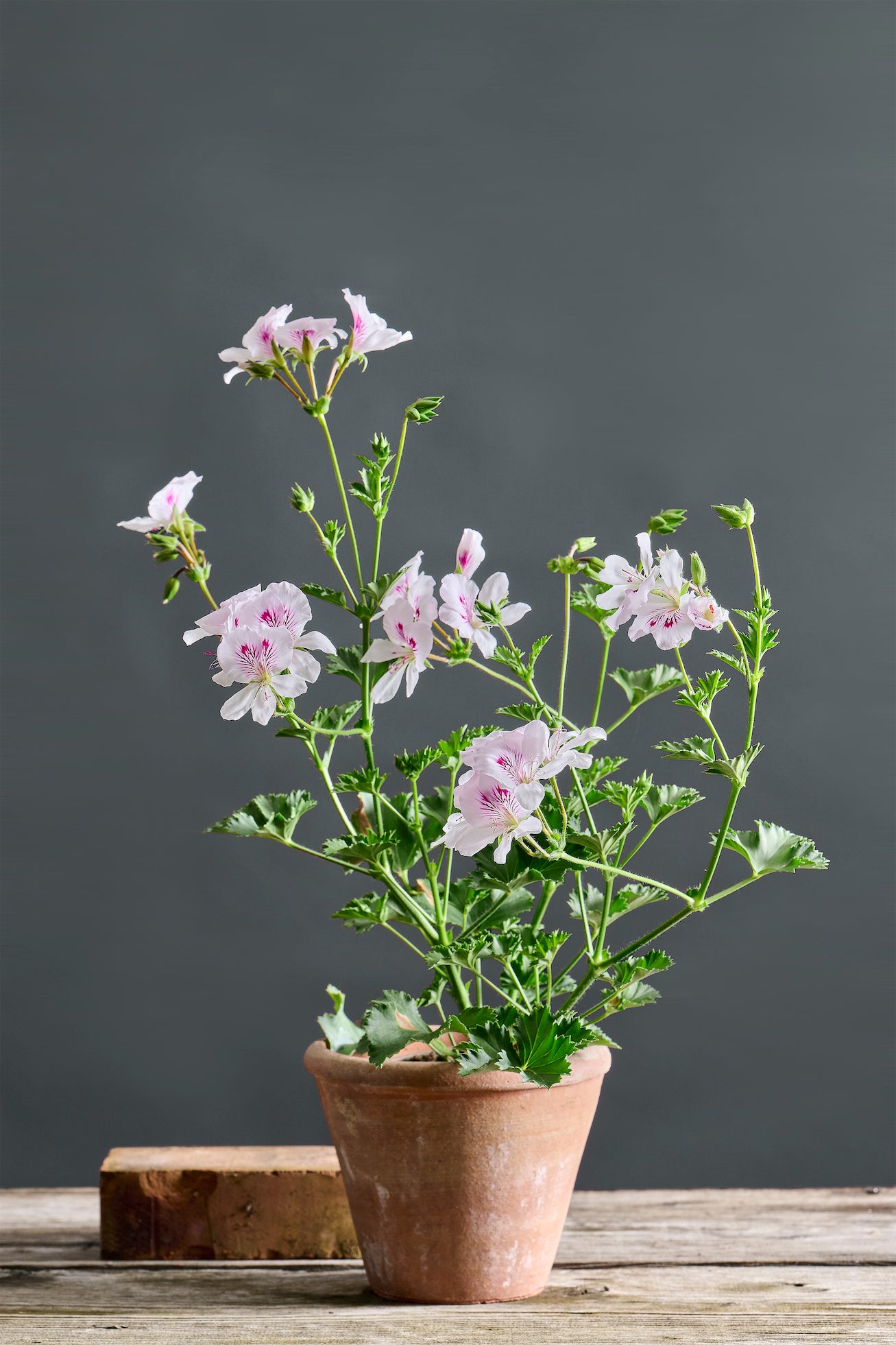 Pelargonium 'Gerace II': geranio con incantevoli fiori bianchi, presentato con cura in un vaso di terracotta su un luminoso tavolo di legno.