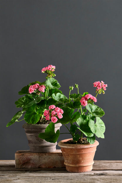 Grainger's Antique Rose