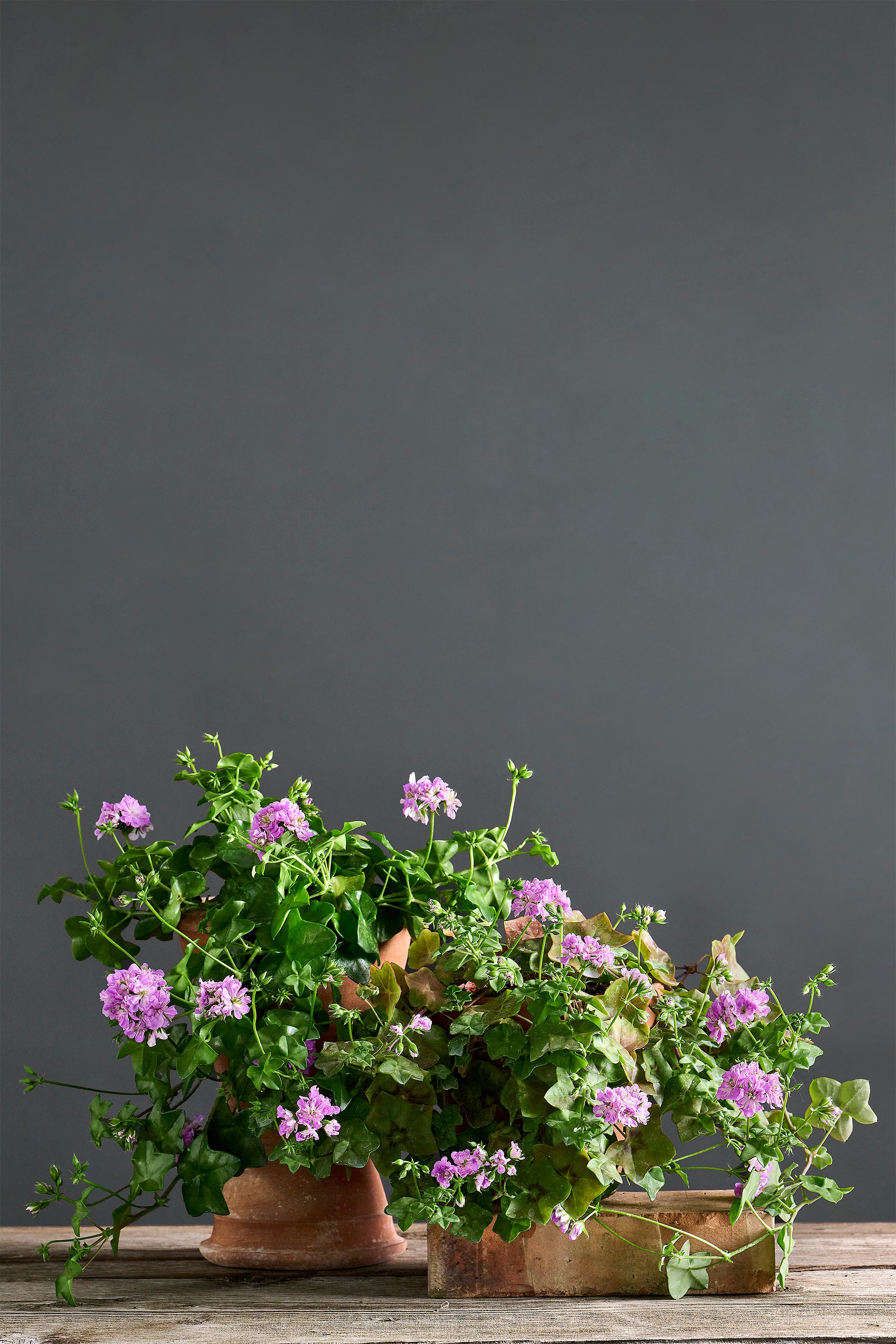 Pelargonium 'Green Goddess': geranio con incantevoli fiori color lavanda, presentato con cura in un vaso di terracotta su un luminoso tavolo di legno.