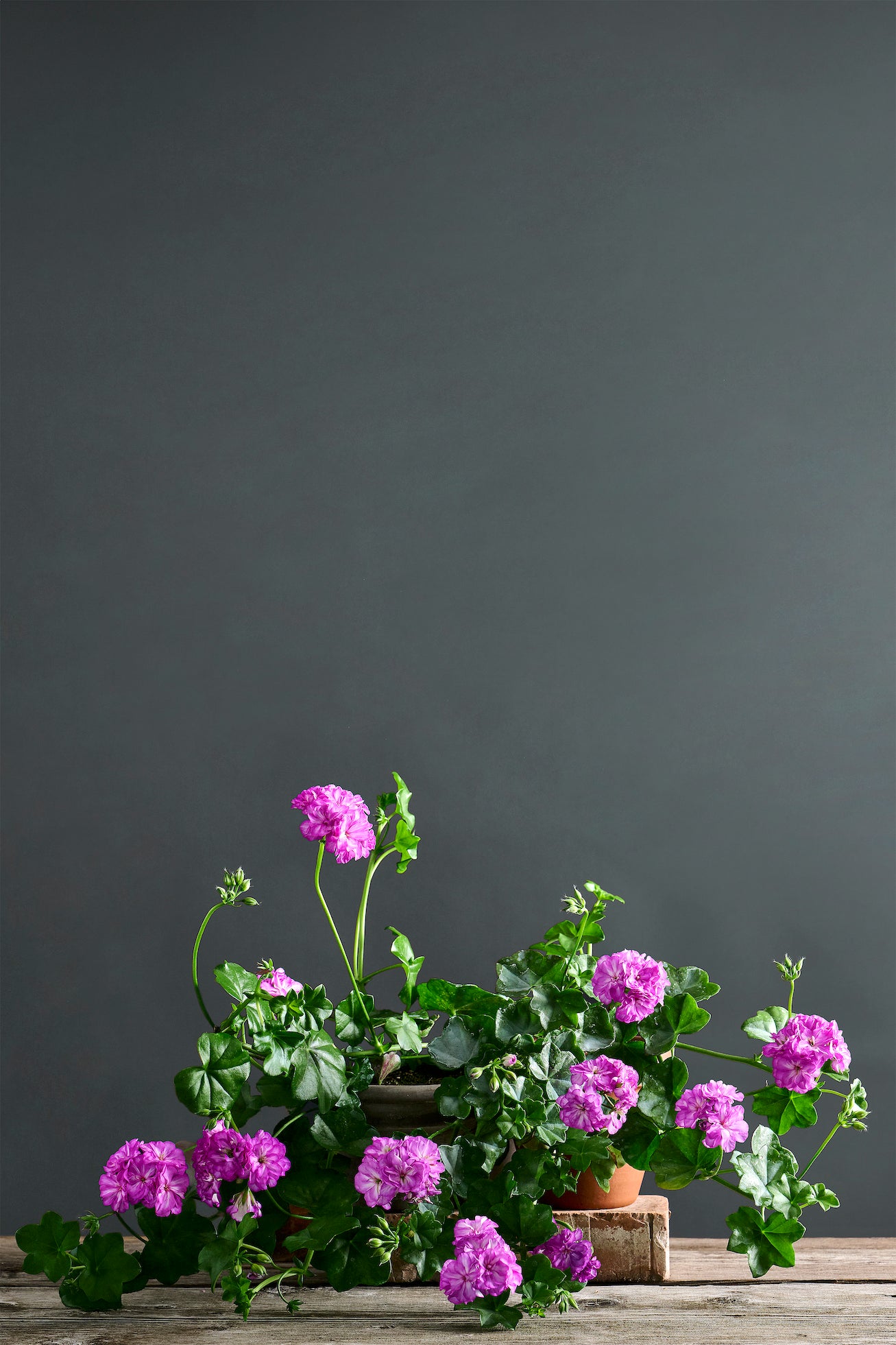 Pelargonium 'Harlequin Ted O'Day': geranio con incantevoli fiori fucsia, presentato con cura in un vaso di terracotta su un luminoso tavolo di legno.